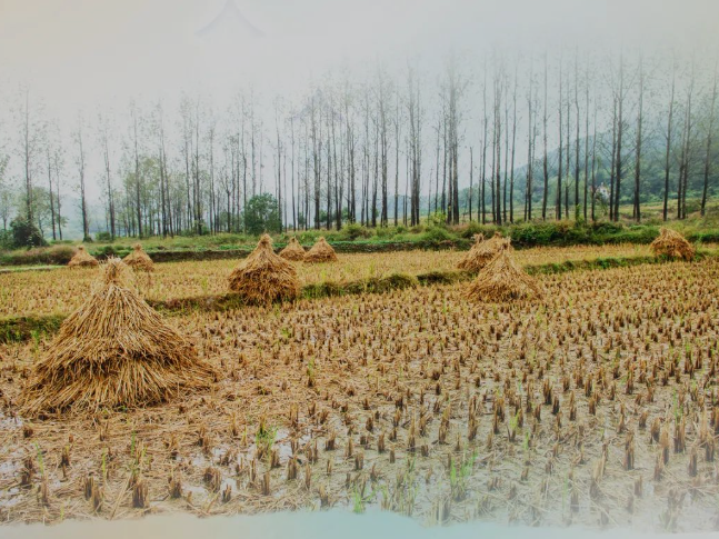 肥土不废，沃土“搬场”