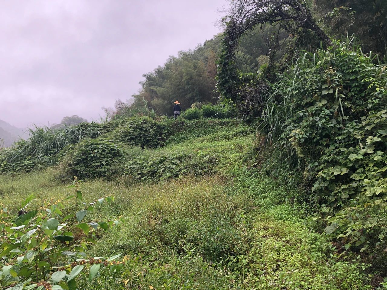 J9集团规划 | 我司地皮整治项目二次荣登央视，荒地变良田，智绘好丰景